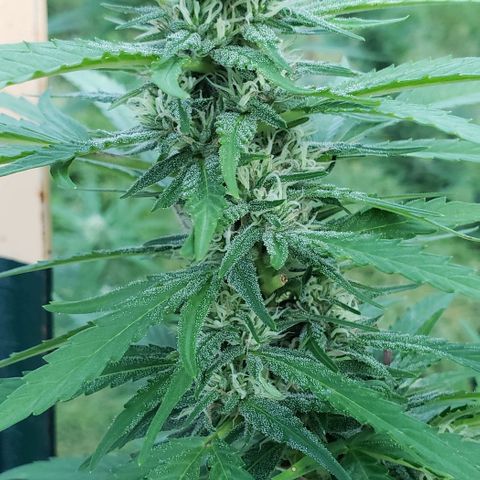 Chocolate Haze growlog timeline photo