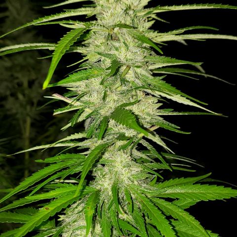 Chocolate Haze growlog timeline photo