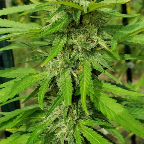 Chocolate Haze growlog timeline photo
