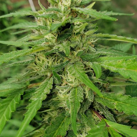 Chocolate Haze growlog timeline photo