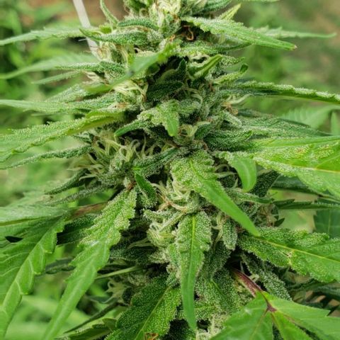 Chocolate Haze growlog timeline photo