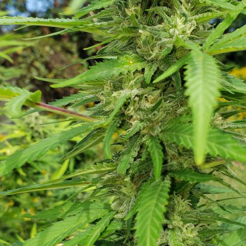 Chocolate Haze growlog timeline photo