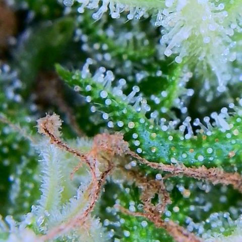 Chocolate Haze growlog timeline photo