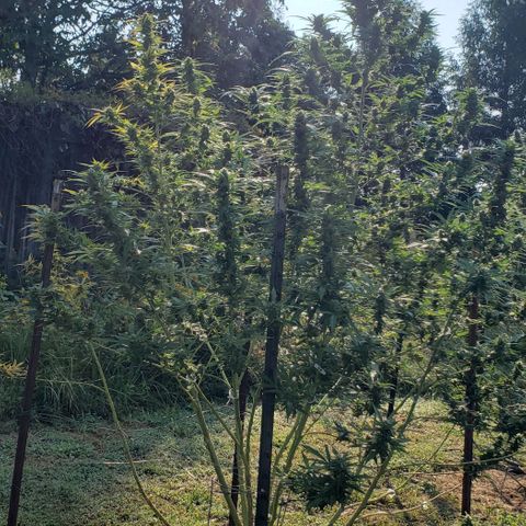 Super Skunk growlog timeline photo