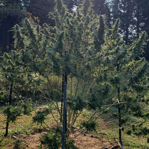 Chocolate Haze growlog timeline photo