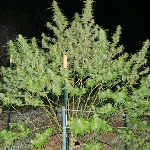 Chocolate Haze growlog timeline photo