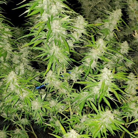 Chocolate Haze growlog timeline photo