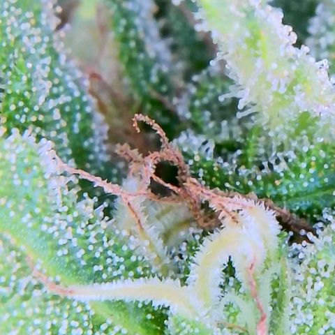 Chocolate Haze growlog timeline photo