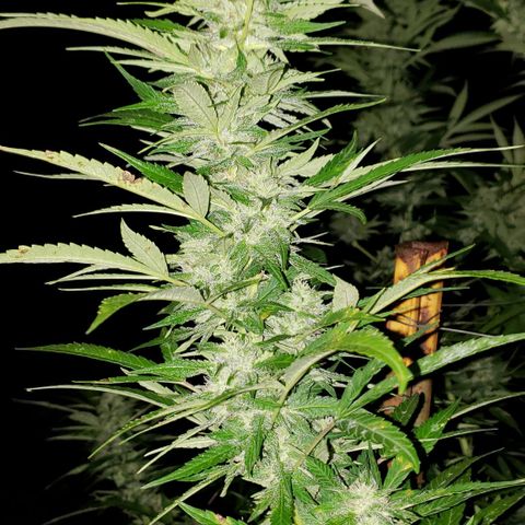 Super Skunk growlog timeline photo