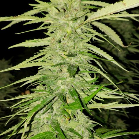 Super Skunk growlog timeline photo
