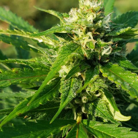 Super Skunk growlog timeline photo