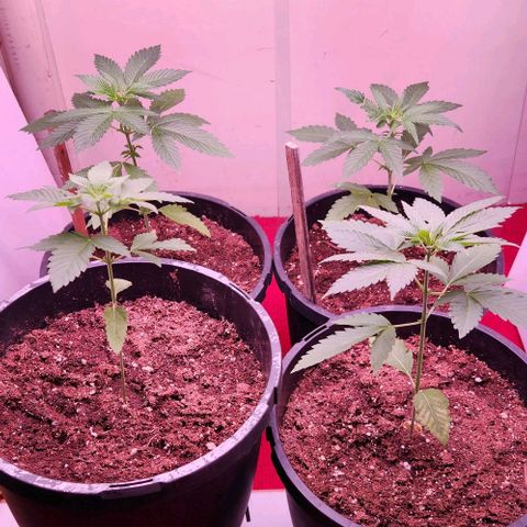 Gelato Cake growlog timeline photo