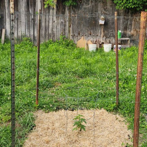 GDP growlog photo: Transplant day