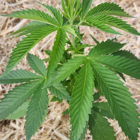 GDP growlog photo: Transplant day