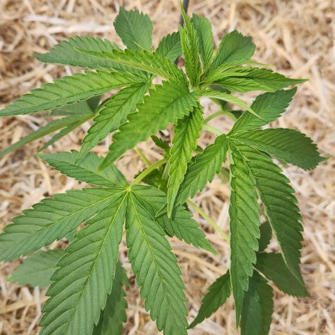 Gelato Cake growlog photo: Sunshine 