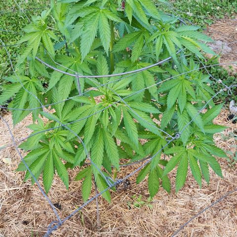 GDP growlog timeline photo