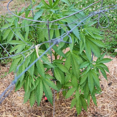 Gelato Cake growlog photo: Sun down evening droop 