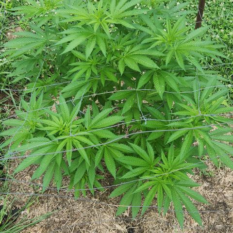 GDP growlog timeline photo