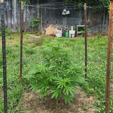 GDP growlog timeline photo