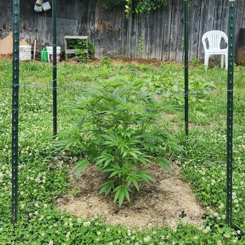 Gelato Cake growlog timeline photo