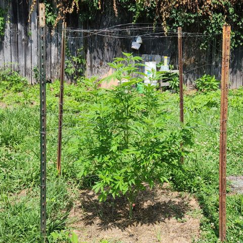 GDP growlog timeline photo