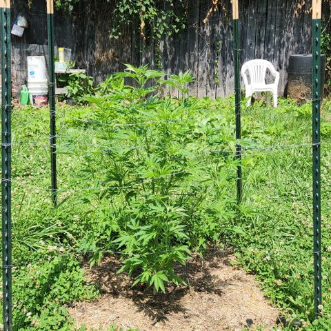 Gelato Cake growlog timeline photo
