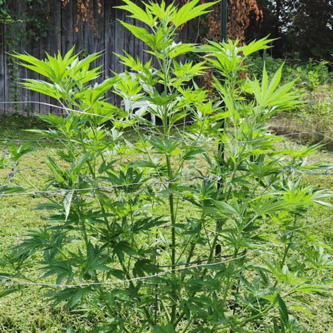 Gelato Cake growlog timeline photo