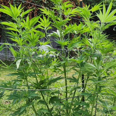 GDP growlog timeline photo