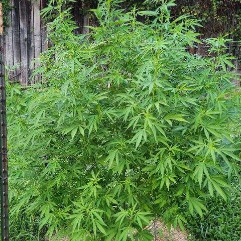 GDP growlog timeline photo