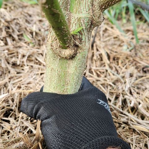 Gelato Cake growlog timeline photo