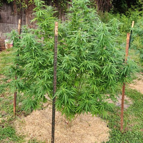 GDP growlog timeline photo