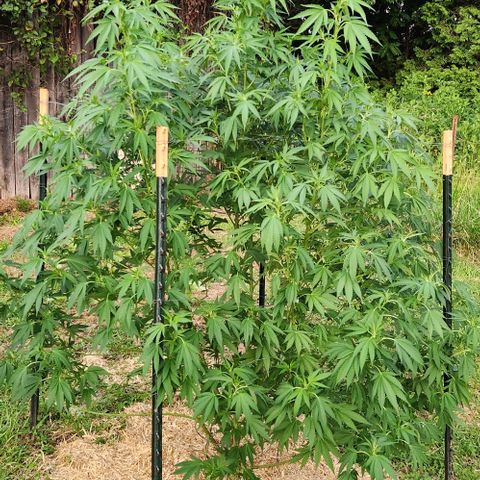 Gelato Cake growlog timeline photo