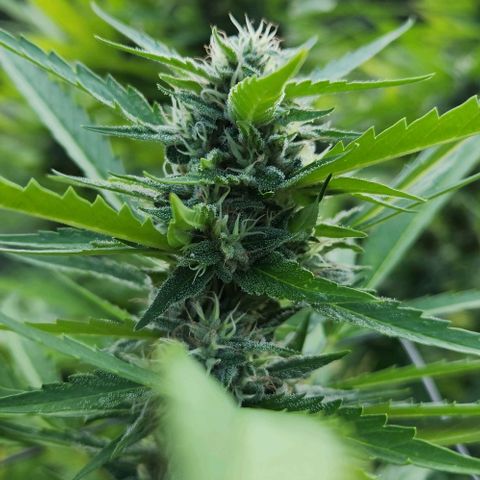 GDP growlog timeline photo