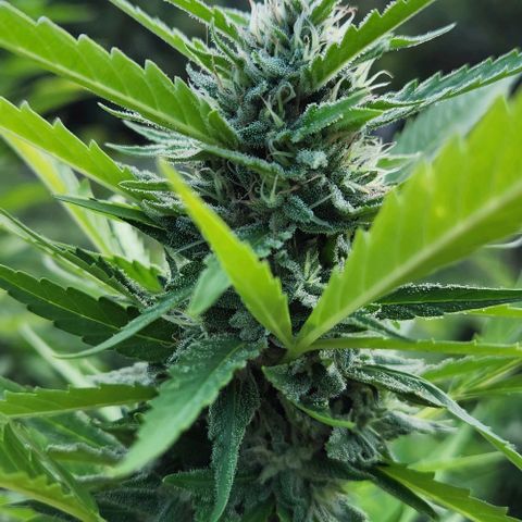 GDP growlog timeline photo
