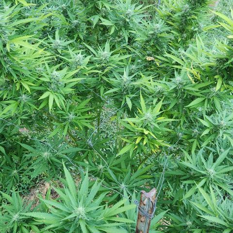 GDP growlog timeline photo