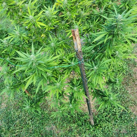 GDP growlog timeline photo