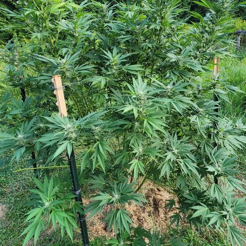 Gelato Cake growlog timeline photo