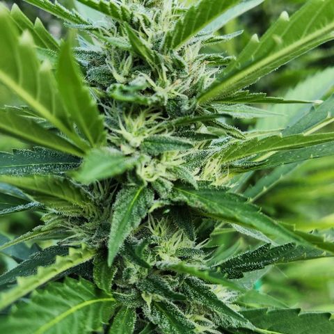 GDP growlog timeline photo