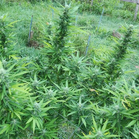 GDP growlog timeline photo