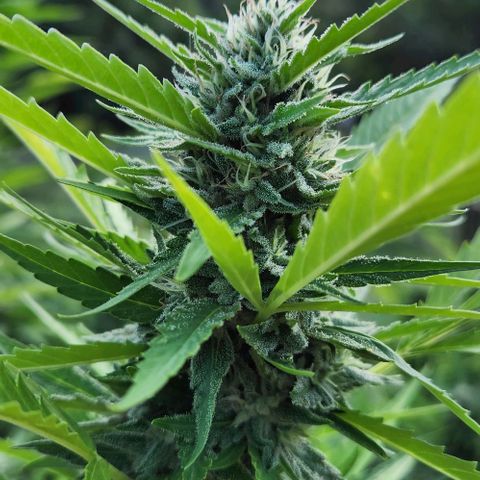 GDP growlog timeline photo