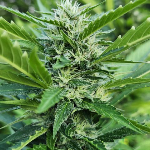 GDP growlog timeline photo