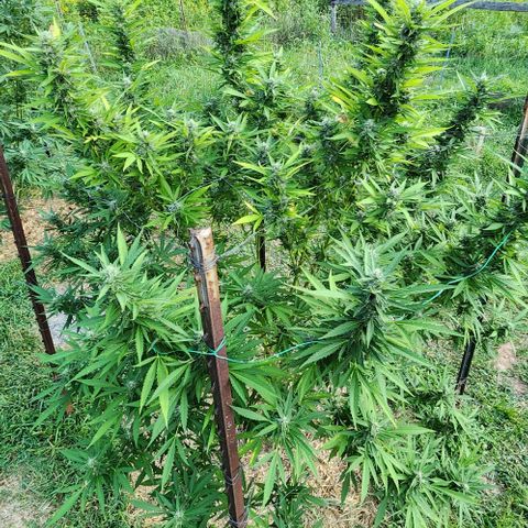 GDP growlog timeline photo