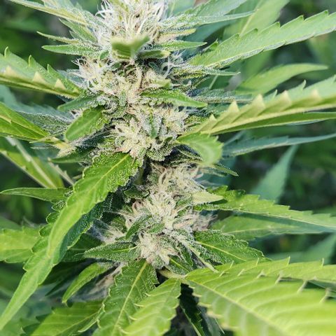 GDP growlog timeline photo