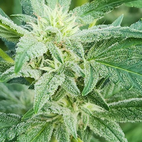 Gelato Cake growlog timeline photo