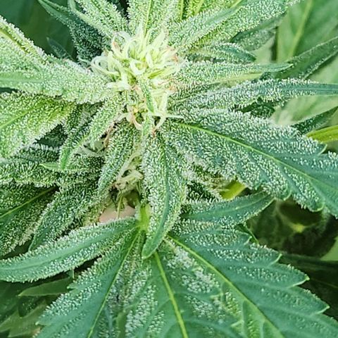 Gelato Cake growlog timeline photo