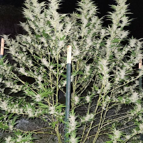 Gelato Cake growlog timeline photo