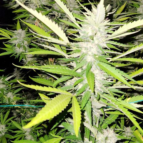 GDP growlog timeline photo