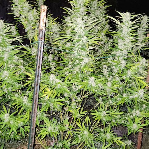 GDP growlog timeline photo