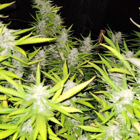 GDP growlog timeline photo
