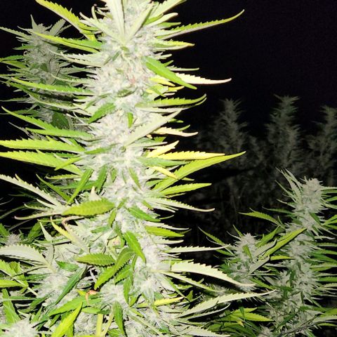 GDP growlog timeline photo